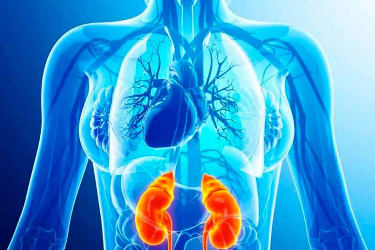 Le glutathion, la meilleure dfense de l'organisme Apoticaria Le glutathion, la meilleure dfense de l'organisme Apoticaria