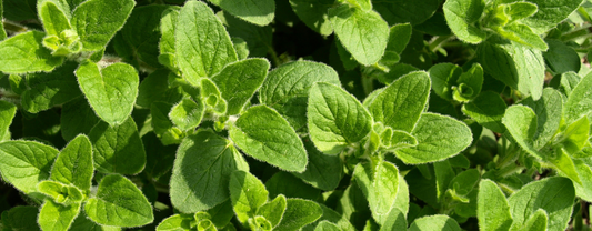 Quels sont les vertus de l'huile d'origan ?