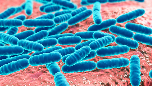 Quels sont les bienfaits de la Lactobacillus Gasseri ?