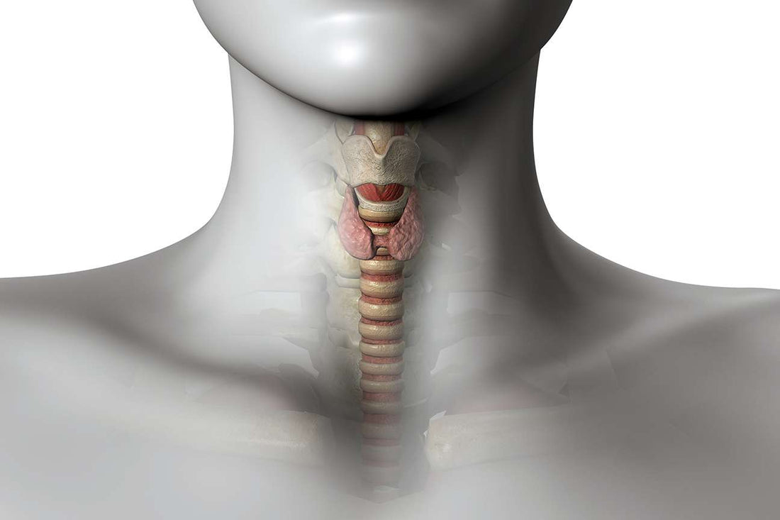 Les pathologies thyroïdiennes