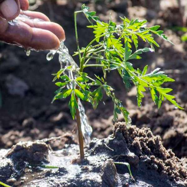 Planter un arbre